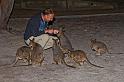 164 Kangaroo Island, tammar wallabies